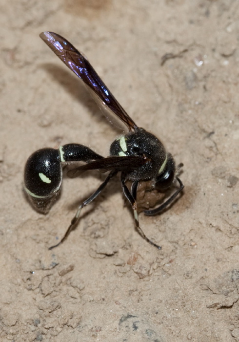 Eumenes fraternus Vespidae