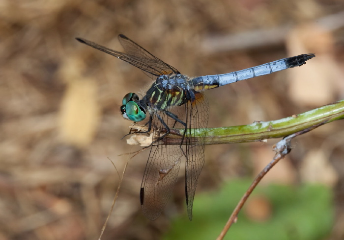 Pachydiplax longipennis Libellulidae