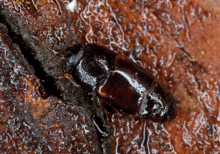 Carpophilus lugubris? Nitidulidae