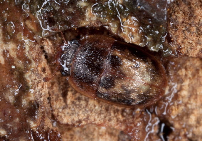 Cryptarcha strigatula? Nitidulidae