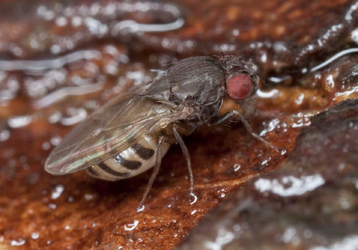 Drosophila melanica species group Drosophilidae
