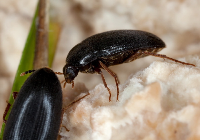 Eustrophopsis bicolor Tenebrionidae