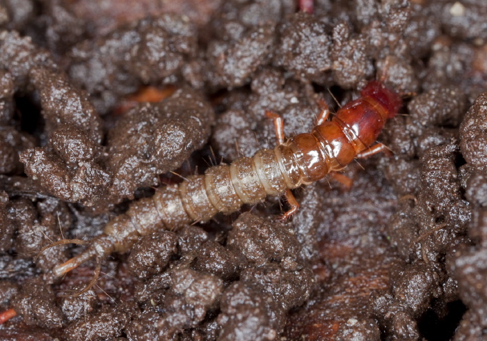   Staphylinidae
