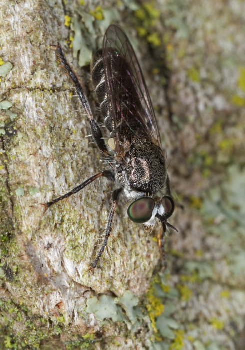 Atomosia puella Asilidae
