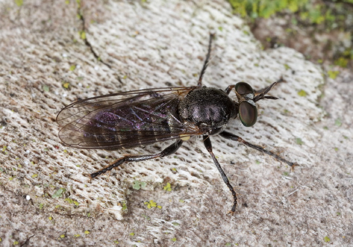 Atomosia puella Asilidae
