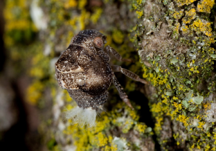Acanalonia bivittata Acanaloniidae
