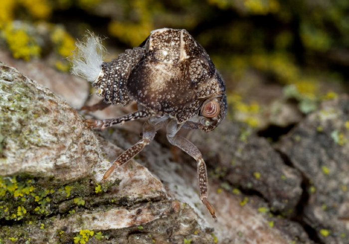 Acanalonia bivittata Acanaloniidae