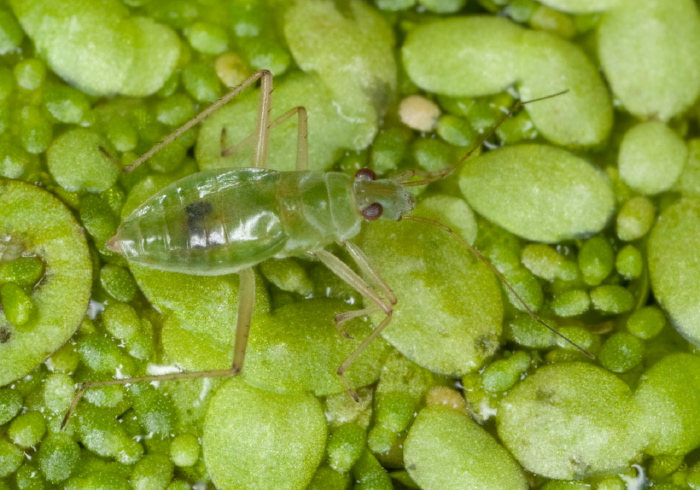 Mesovelia mulsanti? Mesoveliidae
