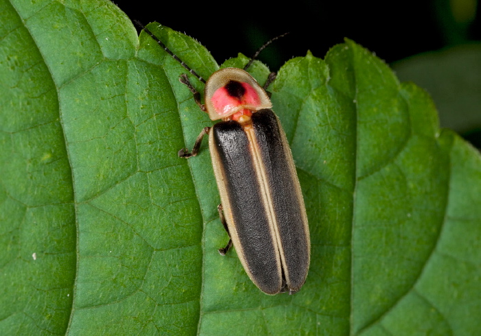 Photinus pyralis Lampyridae