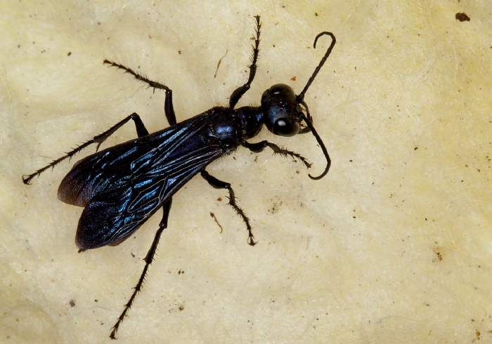Chlorion aerarium Sphecidae