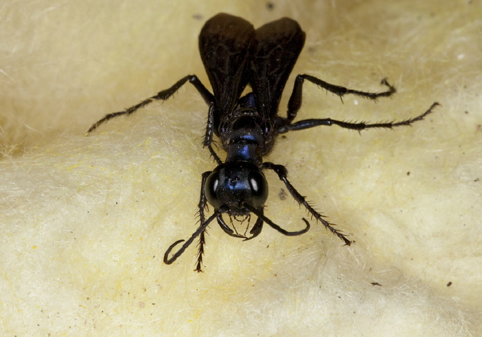 Chlorion aerarium Sphecidae