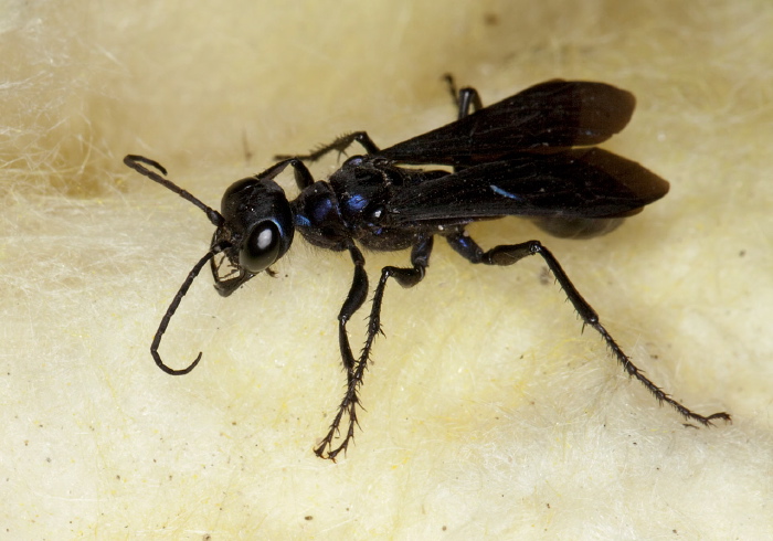 Chlorion aerarium Sphecidae