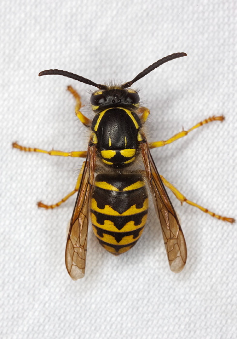 Vespula alascensis Vespidae