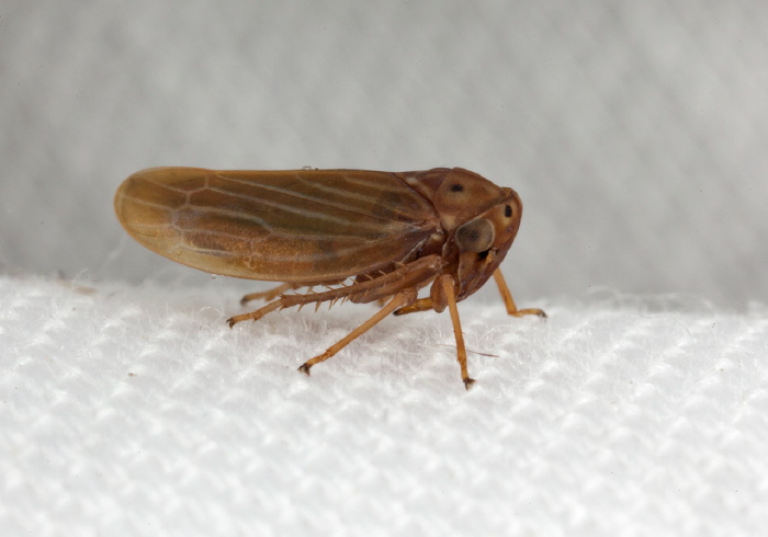 Agallia constricta Cicadellidae