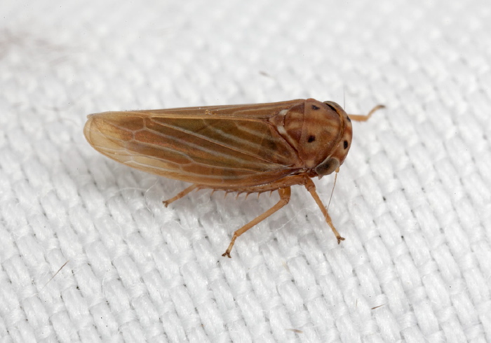 Agallia constricta Cicadellidae