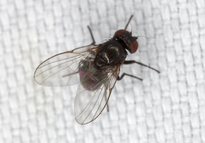   Agromyzidae