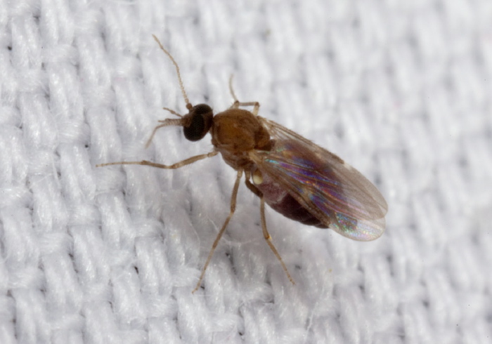 Culicoides sp.? Ceratopogonidae