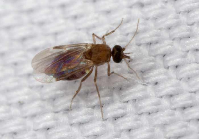 Culicoides sp.? Ceratopogonidae