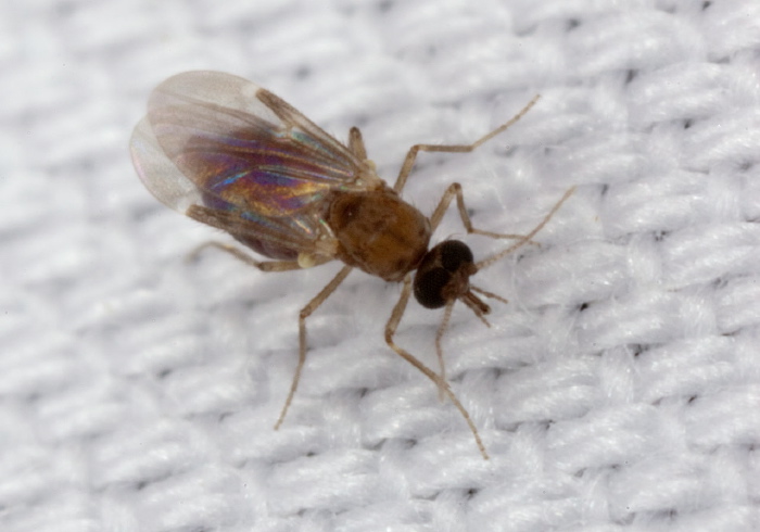 Culicoides sp.? Ceratopogonidae