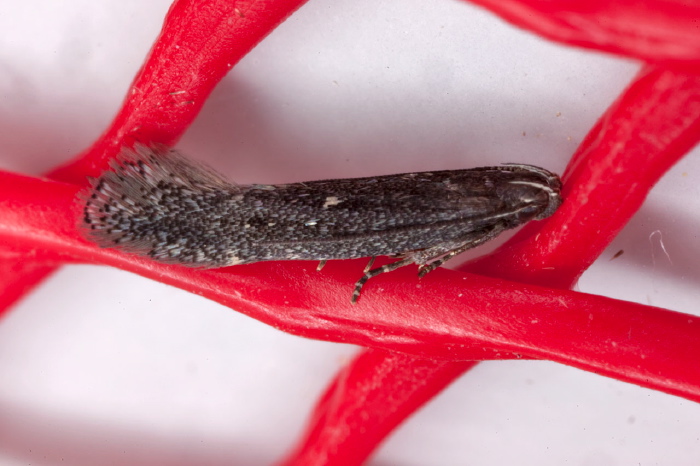 Syncopacma palpilineella? Gelechiidae