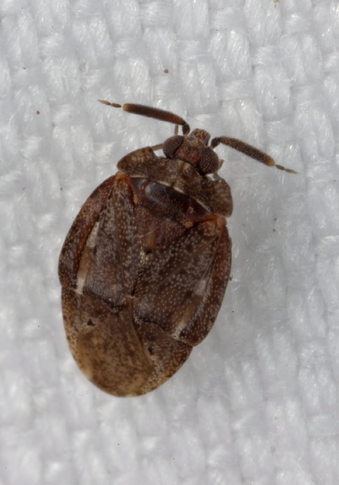 Diphleps unica Miridae