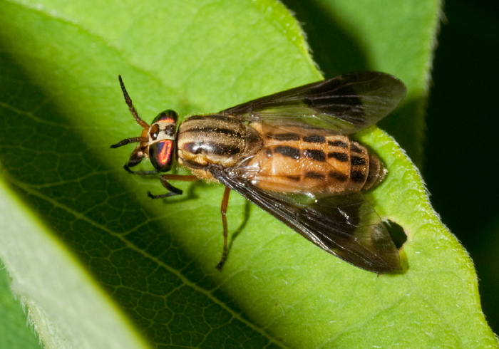 Chrysops vittatus? Tabanidae