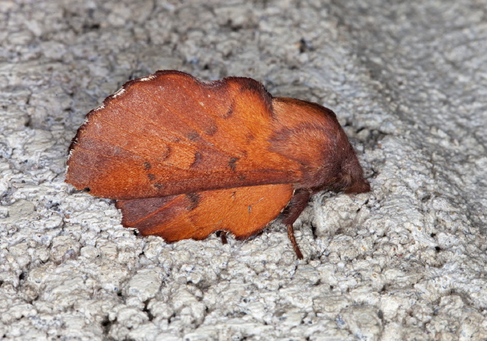 Phyllodesma americana Lasiocampidae