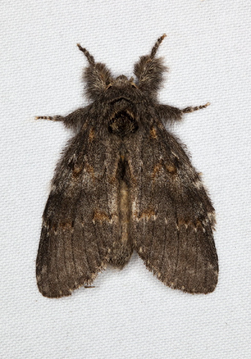 Peridea angulosa Notodontidae