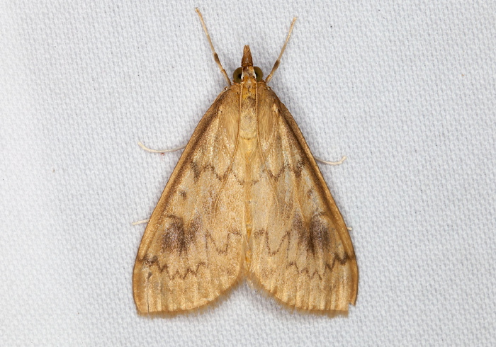 Ostrinia penitalis Crambidae