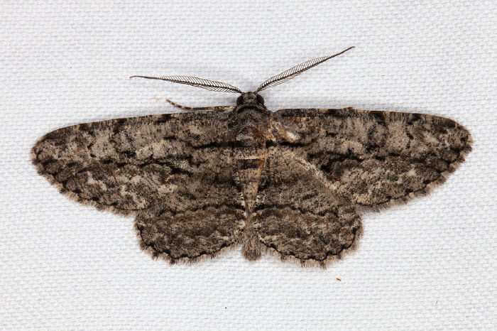 Anavitrinella pampinaria Geometridae