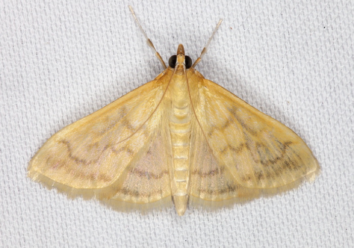 Hahncappsia mancalis? Crambidae