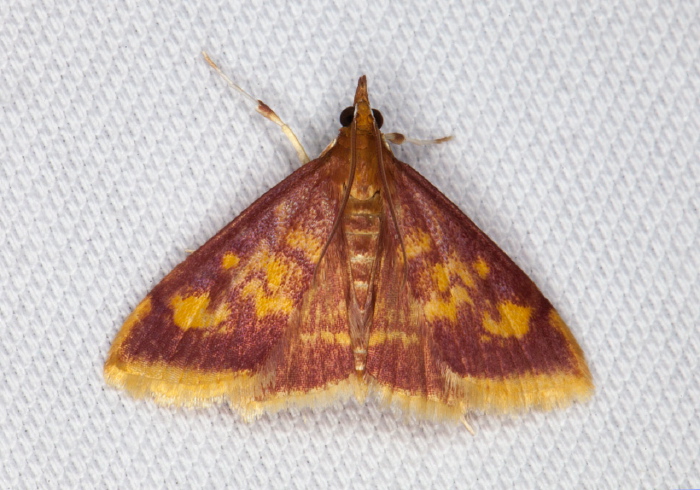 Pyrausta acrionalis Crambidae