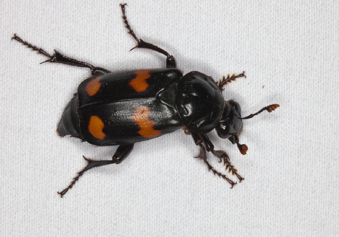 Nicrophorus orbicollis Silphidae