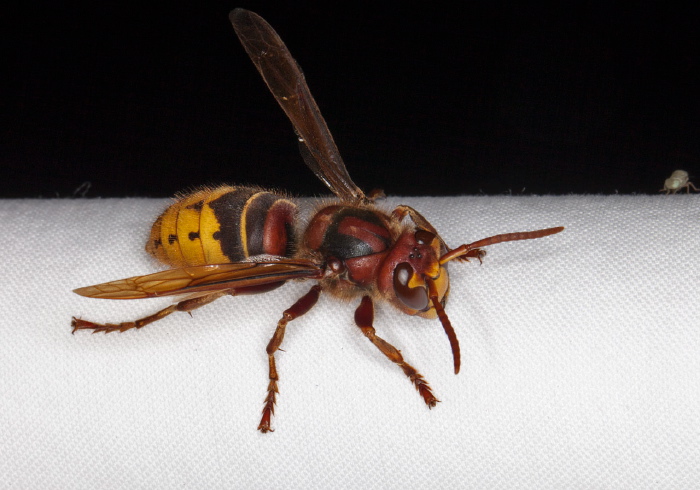 Vespa crabro Vespidae