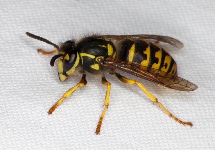 Vespula alascensis Vespidae