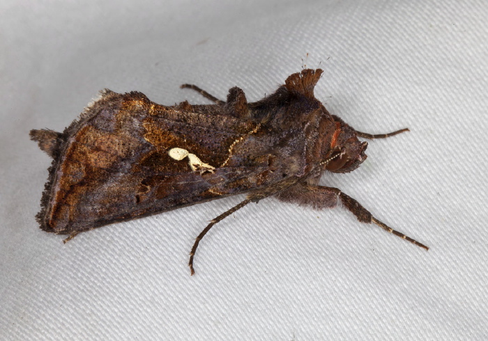 Autographa precationis Noctuidae