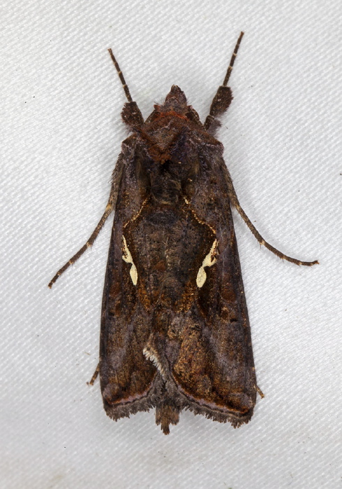 Autographa precationis Noctuidae