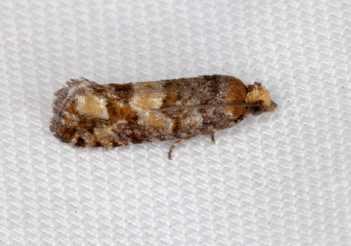 Eucosma tocullionana Tortricidae