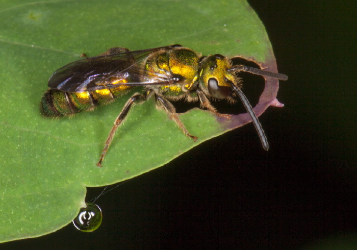 Augochlora pura Halictidae