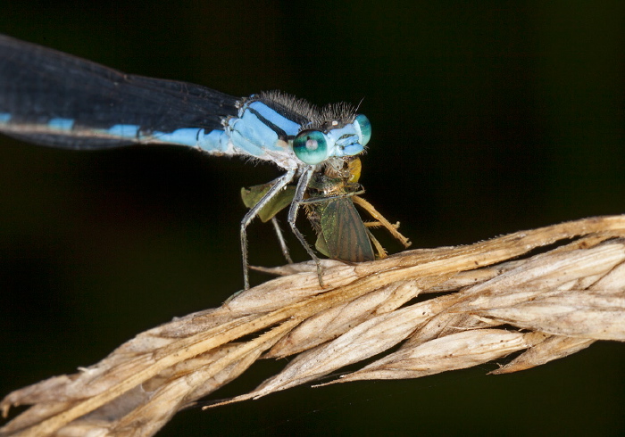 Enallagma carunculatum Coenagrionidae