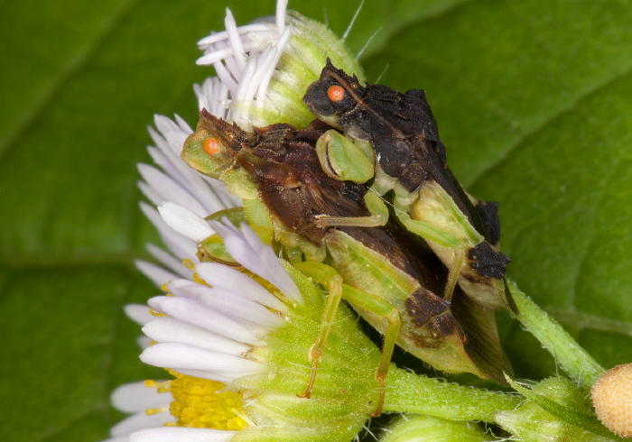 Phymata pennsylvanica? Reduviidae