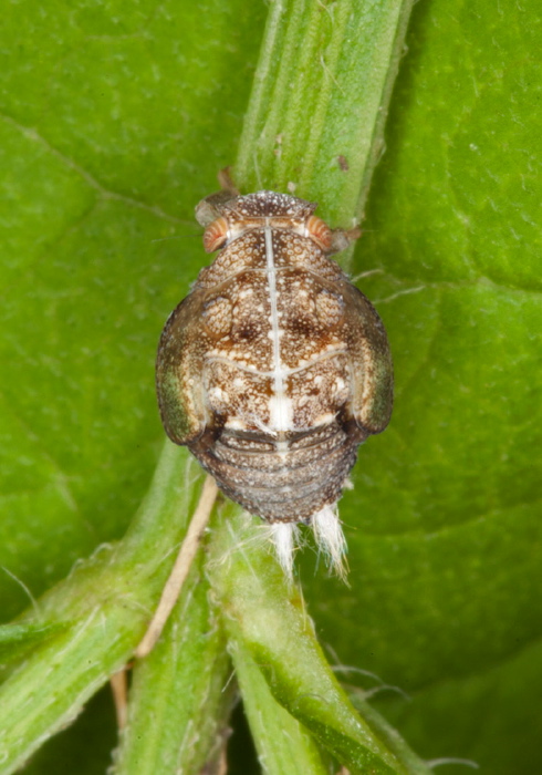 Acanalonia conica? Acanaloniidae