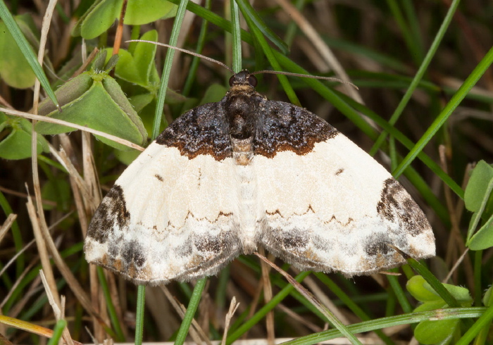 Mesoleuca ruficillata Geometridae