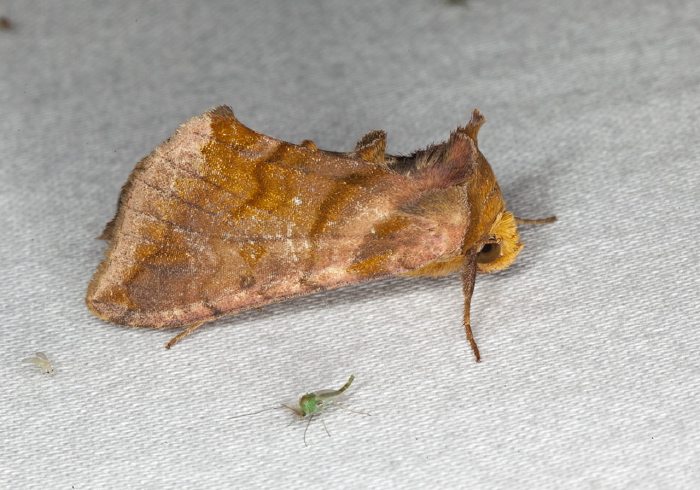 Allagrapha aerea Noctuidae