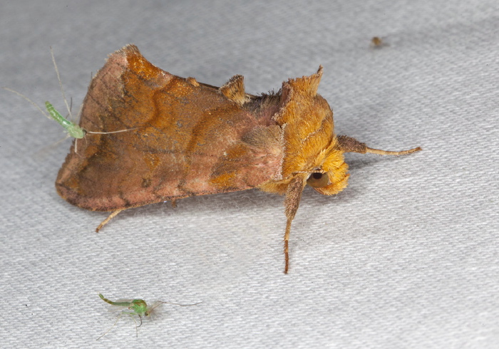 Allagrapha aerea Noctuidae