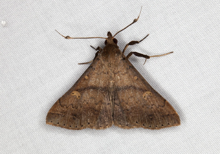 Renia adspergillus? Erebidae