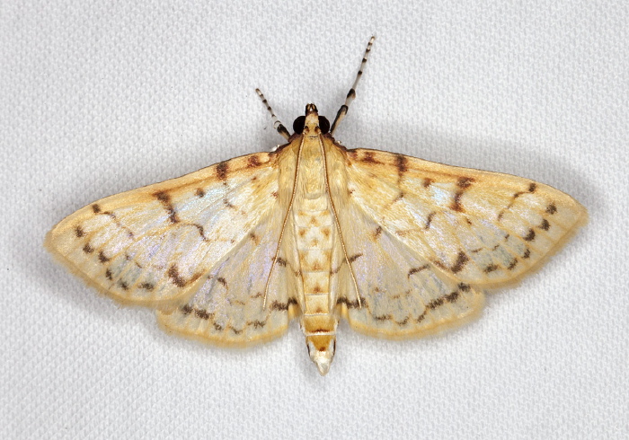 Polygrammodes flavidalis Crambidae