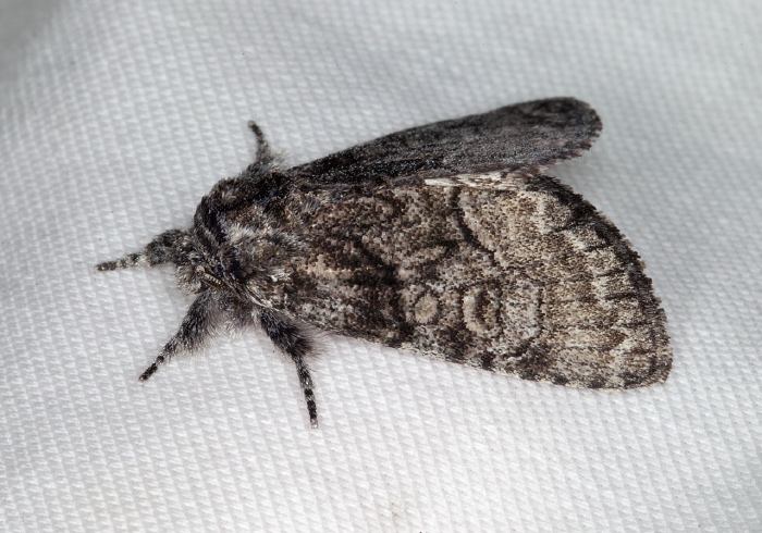 Raphia frater Noctuidae