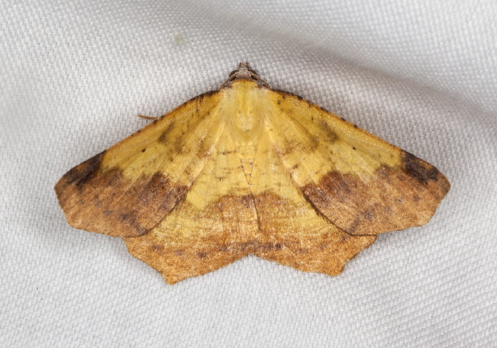 Antepione thisoaria Geometridae