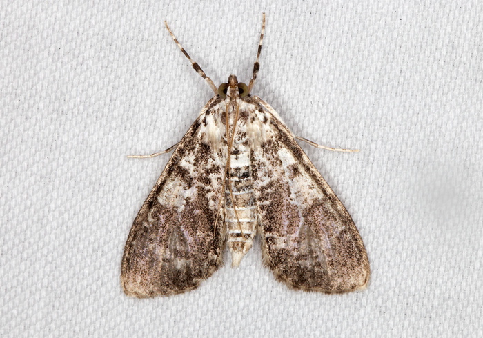 Palpita sp. Crambidae